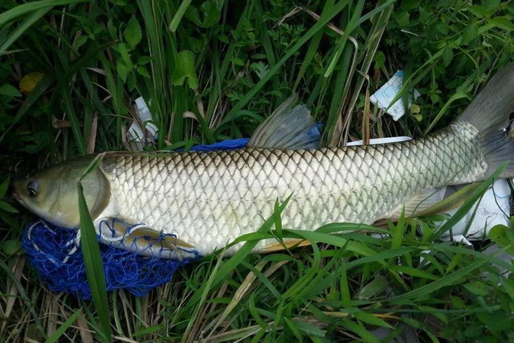 野釣草魚窗口期_草魚開口時間窗口_釣草魚