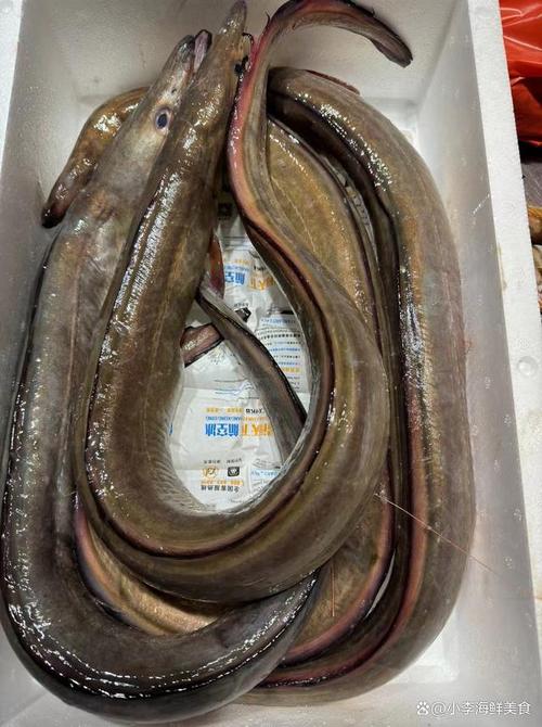 食人長鰭鰻_人鰻尾鰭_長鰭鰻鱺