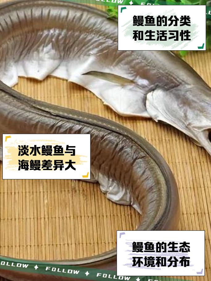 食人長鰭鰻_人鰻尾鰭_長鰭鰻鱺