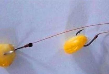 玉米香精釣鯉魚效果好嗎?