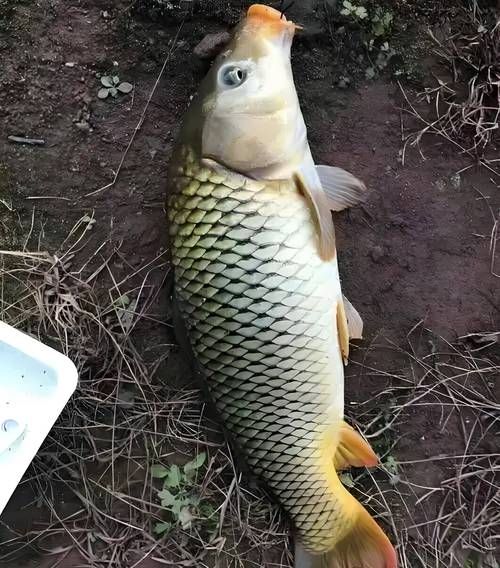 玉米香精釣鯉魚效果好嗎?_自制鯉魚誘餌技巧_釣鯉魚餌料配方