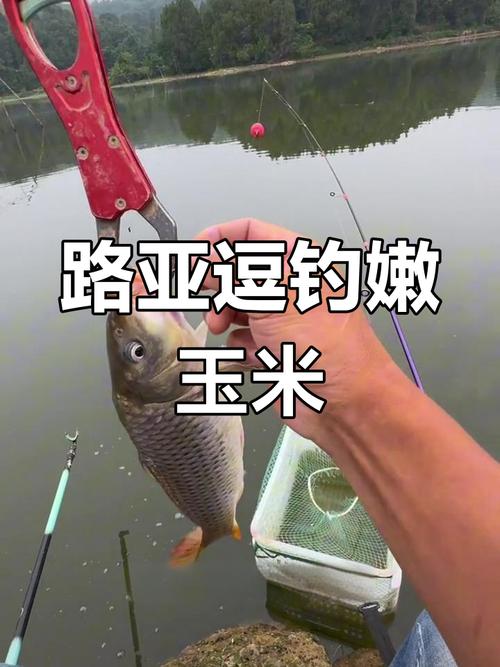 玉米香精釣鯉魚效果好嗎?_自制鯉魚誘餌技巧_釣鯉魚餌料配方