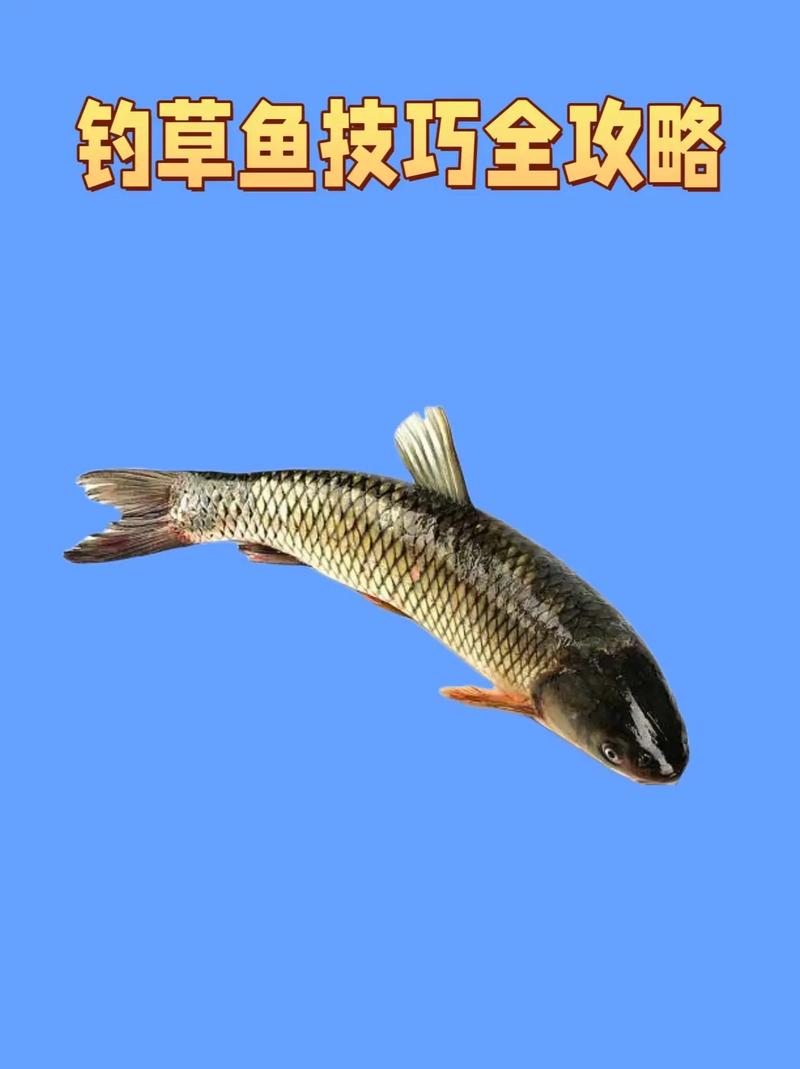 夏季釣草魚餌料配方_春季釣草魚用餌_釣草魚用什么餌最好