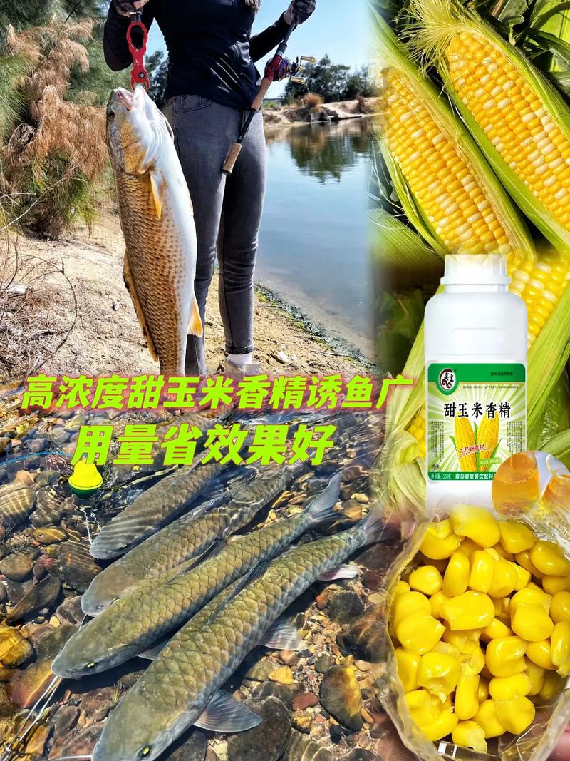 玉米香精泡玉米可以釣魚嗎我泡了十天都臭?_夏天釣魚香精配方_玉米香精釣鯽魚