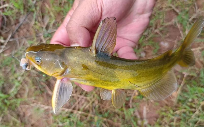 黃顙魚餌料_黃顙魚釣法_黃顙魚怎么釣