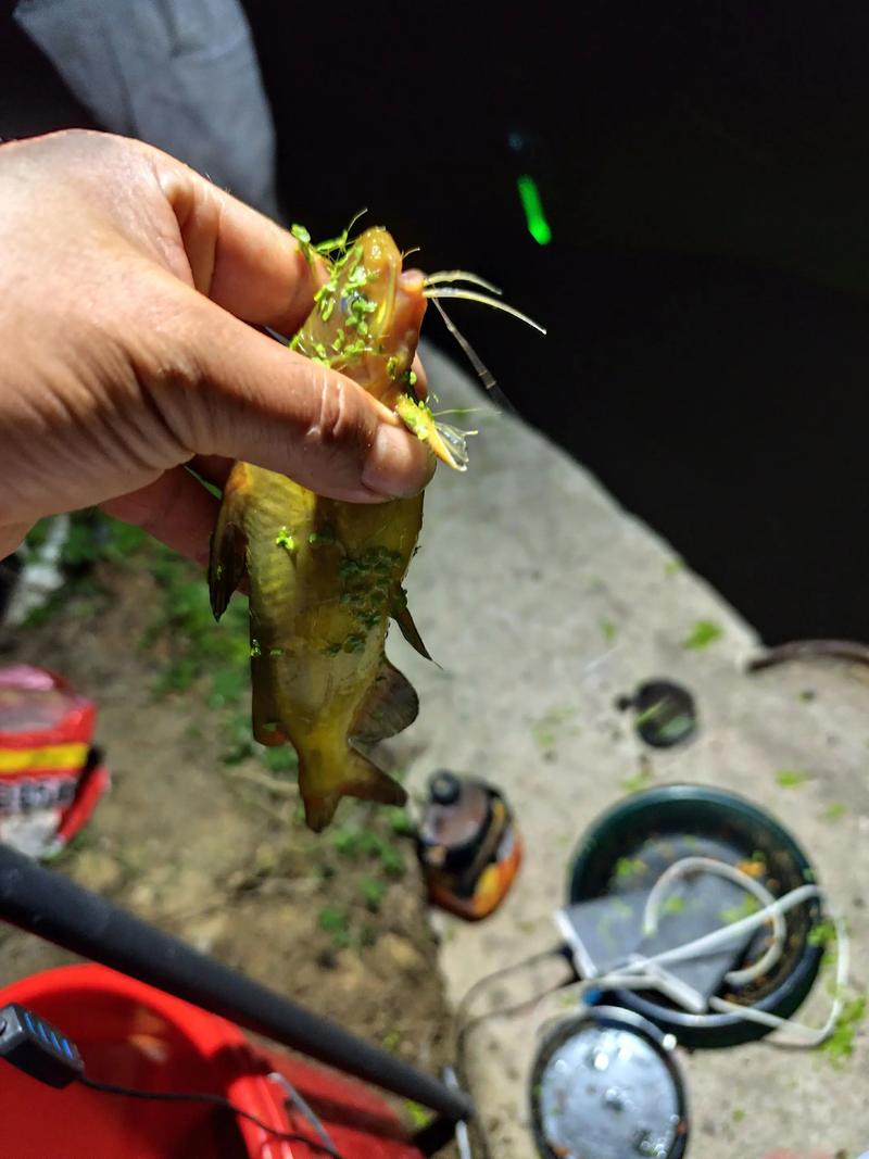 黃顙魚怎么釣_黃骨魚野釣技巧_黃顙魚釣法