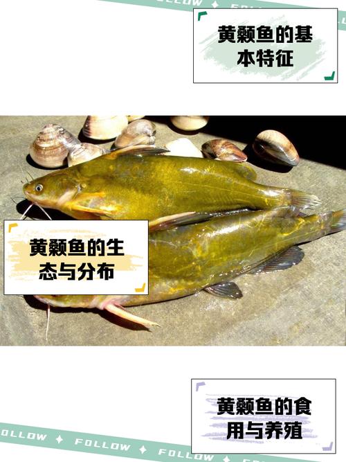 黃顙魚_黃顙魚冬季覓食規律_初冬黃顙魚釣法
