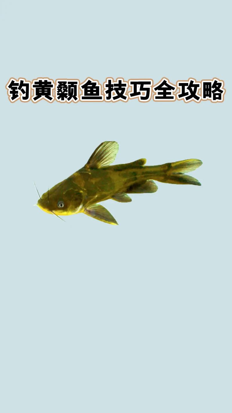 初冬黃顙魚釣法_黃顙魚_黃顙魚冬季覓食規律