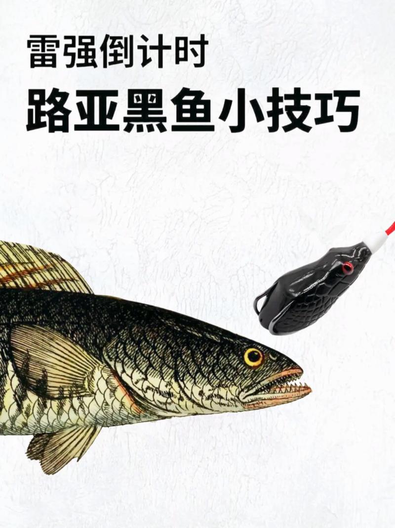 黑魚生性與習性_黑魚活動規律_釣黑魚的最佳時間