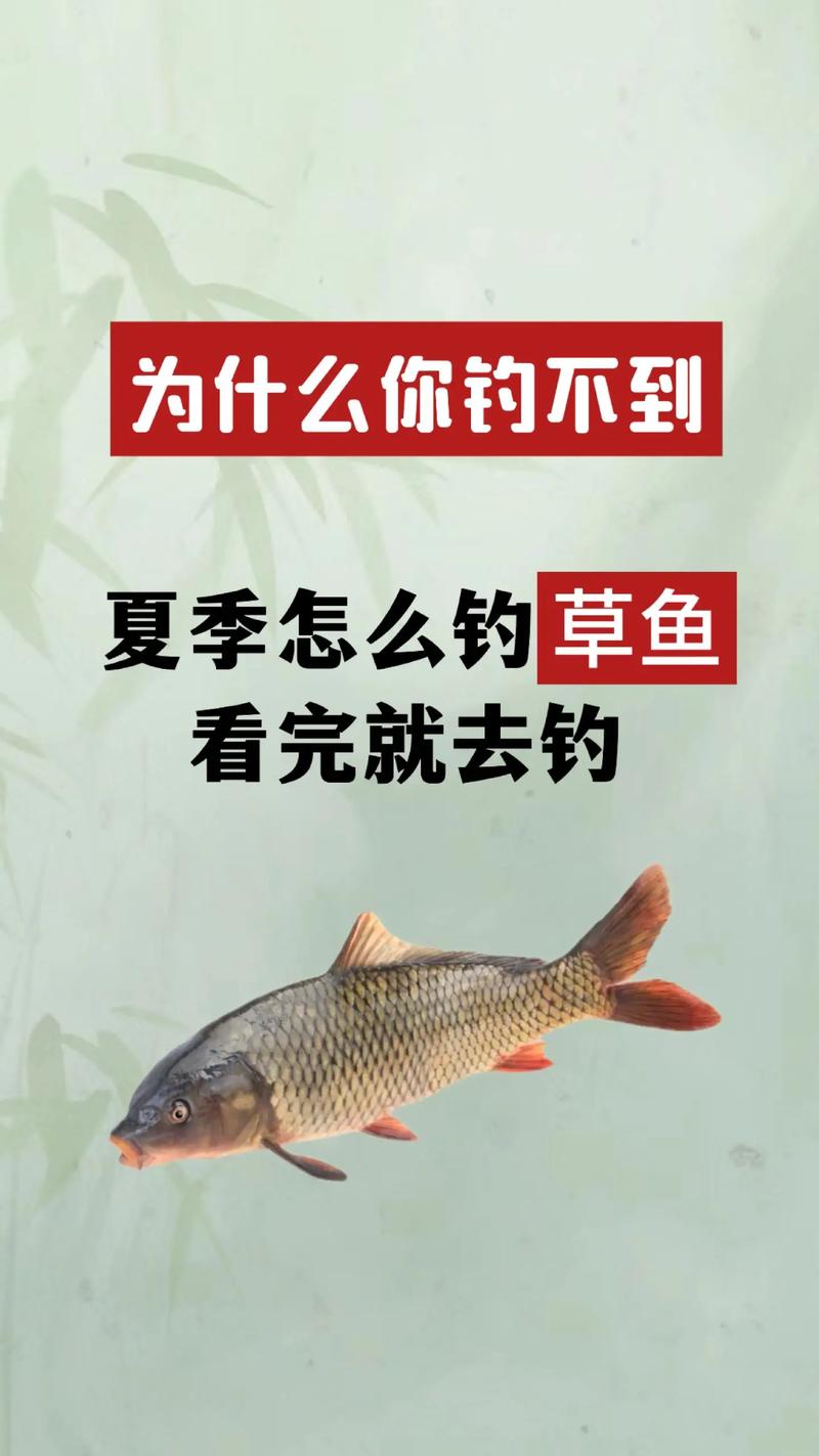 野釣草魚技巧_野釣草魚注意事項_魚塘 手桿釣魚技巧