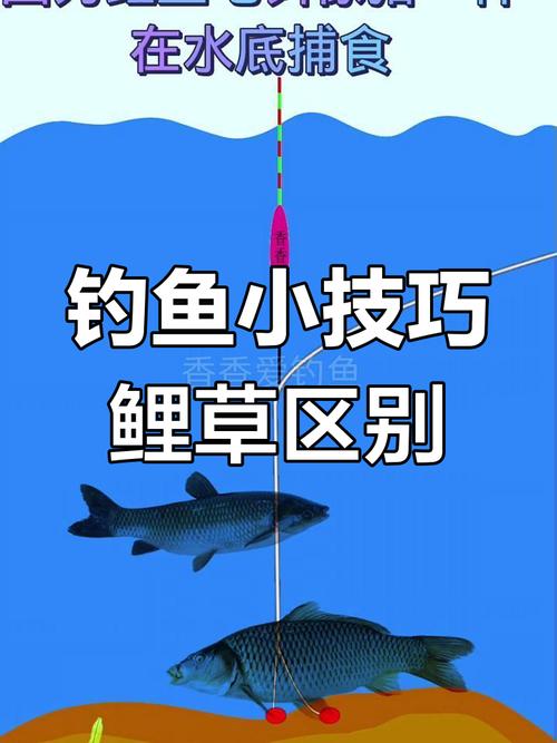 魚塘 手桿釣魚技巧_野釣草魚技巧_野釣草魚注意事項