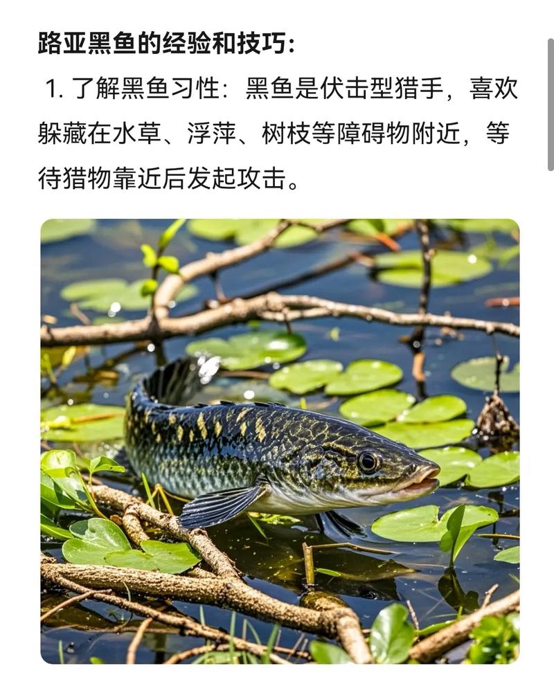 黑魚垂釣技巧_黑魚最佳釣時和地點_民間釣法之釣黑魚的作釣技巧必看