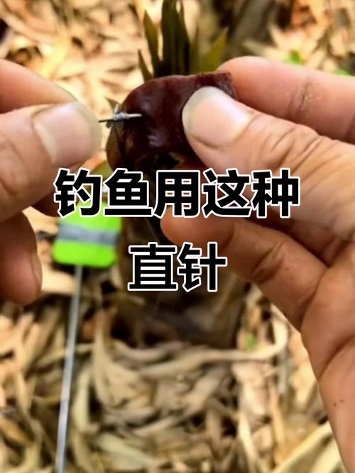 釣甲魚餌料特效民間秘方_釣甲魚裝備_針釣甲魚技巧