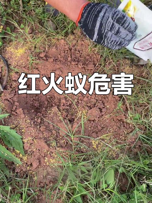 夏季夜晚釣魚安全_紅火蟻咬傷處理_垂釣被螞蟻咬傷