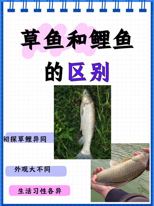 淡水魚種類及生活習性_中國淡水魚種類大全_淡水魚生態系統作用