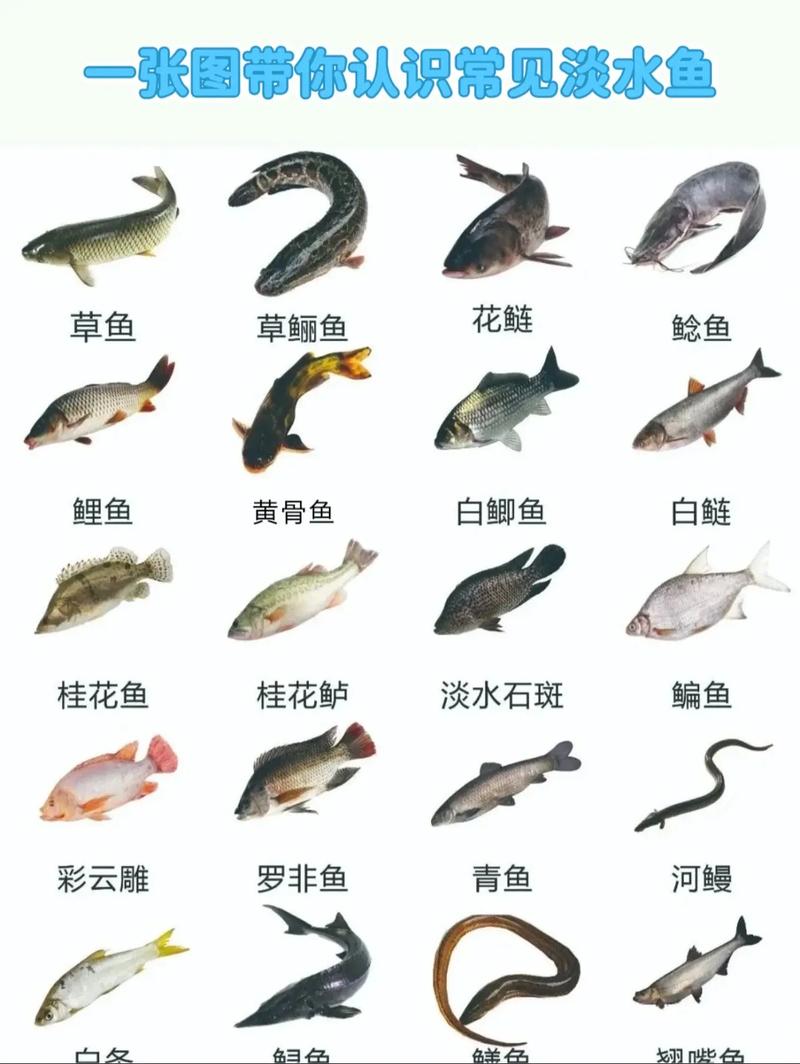 常見淡水魚釣法_中國淡水魚種類大全_淡水魚種類及垂釣技巧