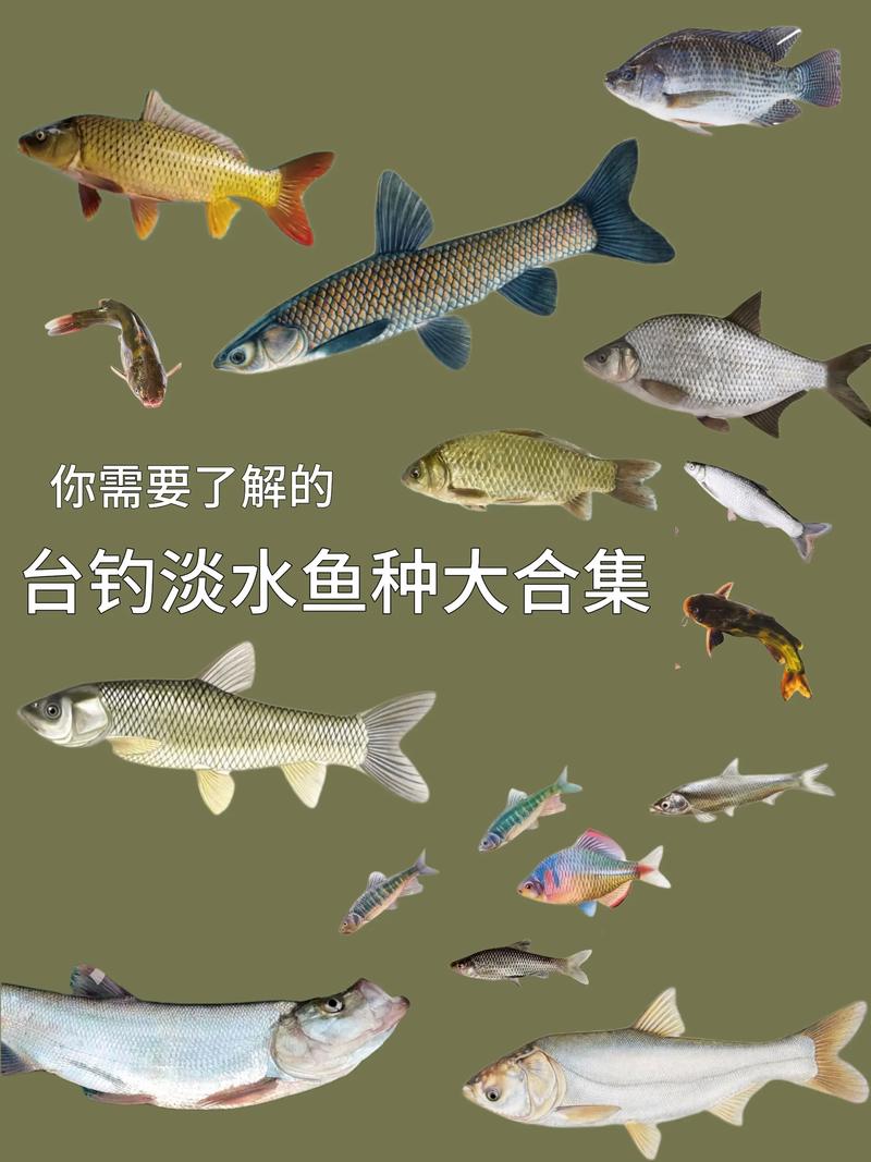 中國淡水魚種類大全_淡水魚種類及垂釣技巧_常見淡水魚釣法
