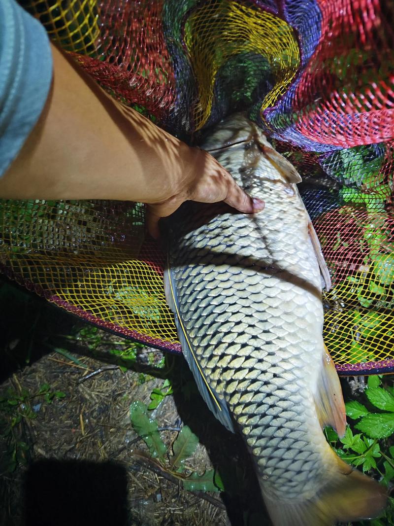 高山水庫釣鯉魚_野生鯉魚野釣技巧_水庫釣魚視頻野釣實戰