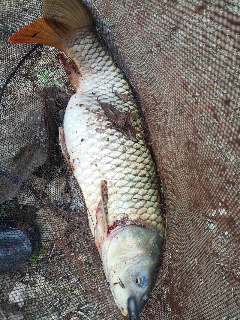 水庫釣魚視頻野釣實戰_野生鯉魚野釣技巧_高山水庫釣鯉魚