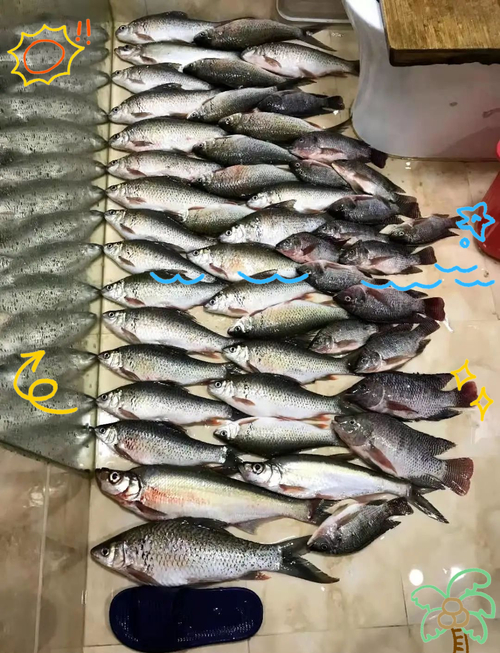明天降溫釣鯪魚好釣嗎_立冬釣魚技巧_降溫當天好釣魚嗎