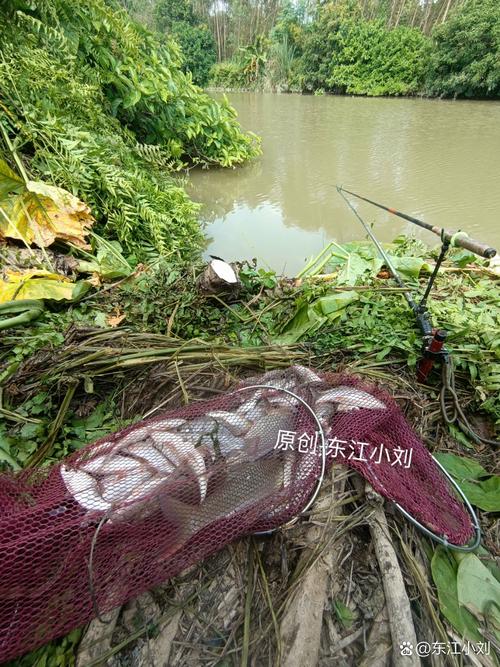 立冬釣魚技巧_明天降溫釣鯪魚好釣嗎_降溫當天好釣魚嗎