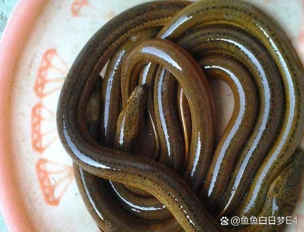 寄生鯰攻擊人體尿道_寄生鯰_寄生鯰攻擊女性