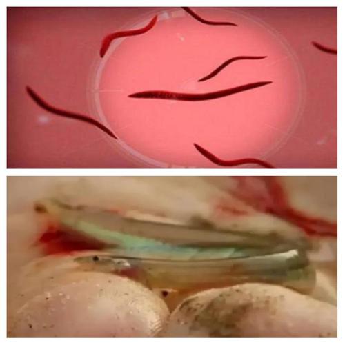 寄生鯰_寄生鯰攻擊人體尿道_寄生鯰攻擊女性