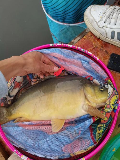 哪位朋友知道釣裸斑用啥料好釣啊?_釣裸斑魚餌料配方_釣裸斑用什么魚料搭配