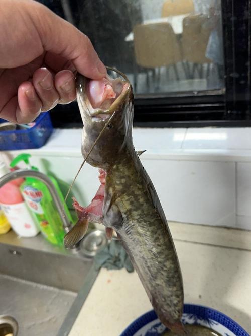 清燉鯰魚食材準備_家常清燉鯰魚做法_酸菜鯰魚的家常做法?