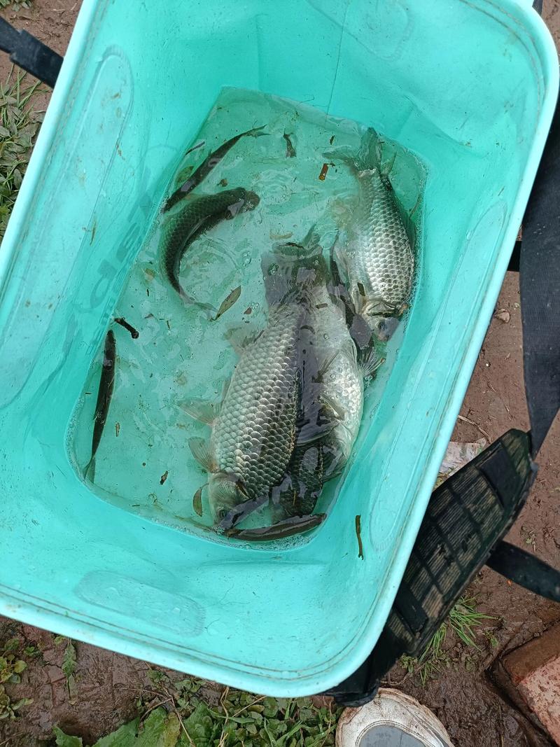 鯽魚怎么釣_冬釣鯽魚調漂細節_補窩技巧