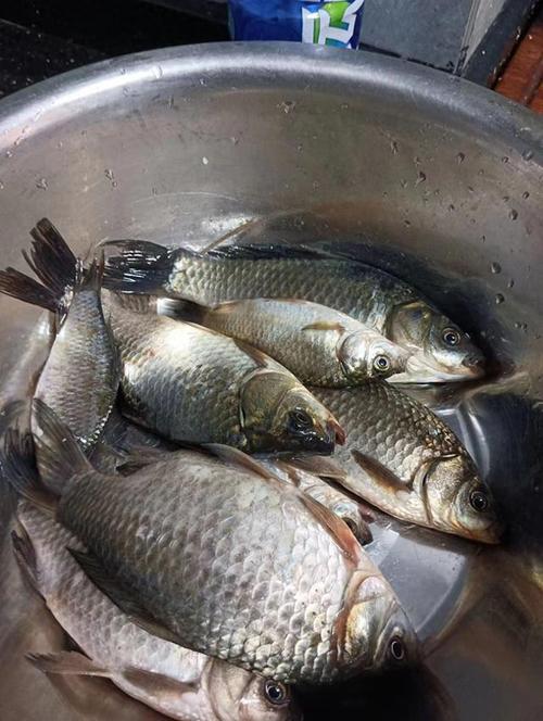 打窩時機和方式_野河釣鯽打窩技巧_鯽魚怎么釣