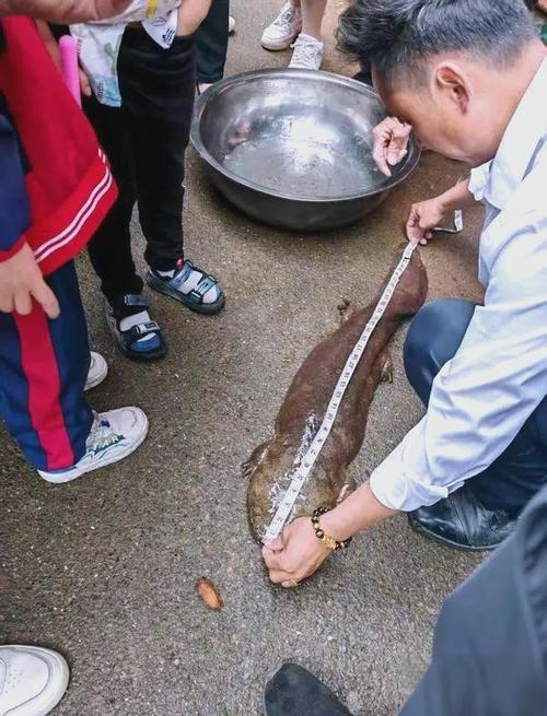 釣起娃娃魚放生_彭州釣魚發現娃娃魚_娃娃魚放生事件