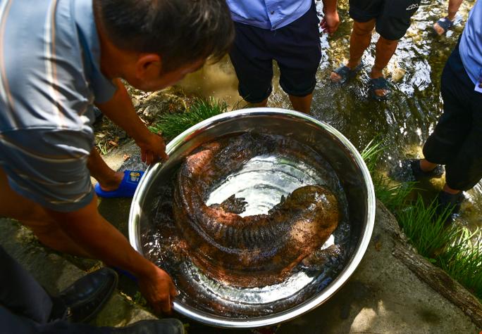 娃娃魚放生事件_釣起娃娃魚放生_彭州釣魚發現娃娃魚
