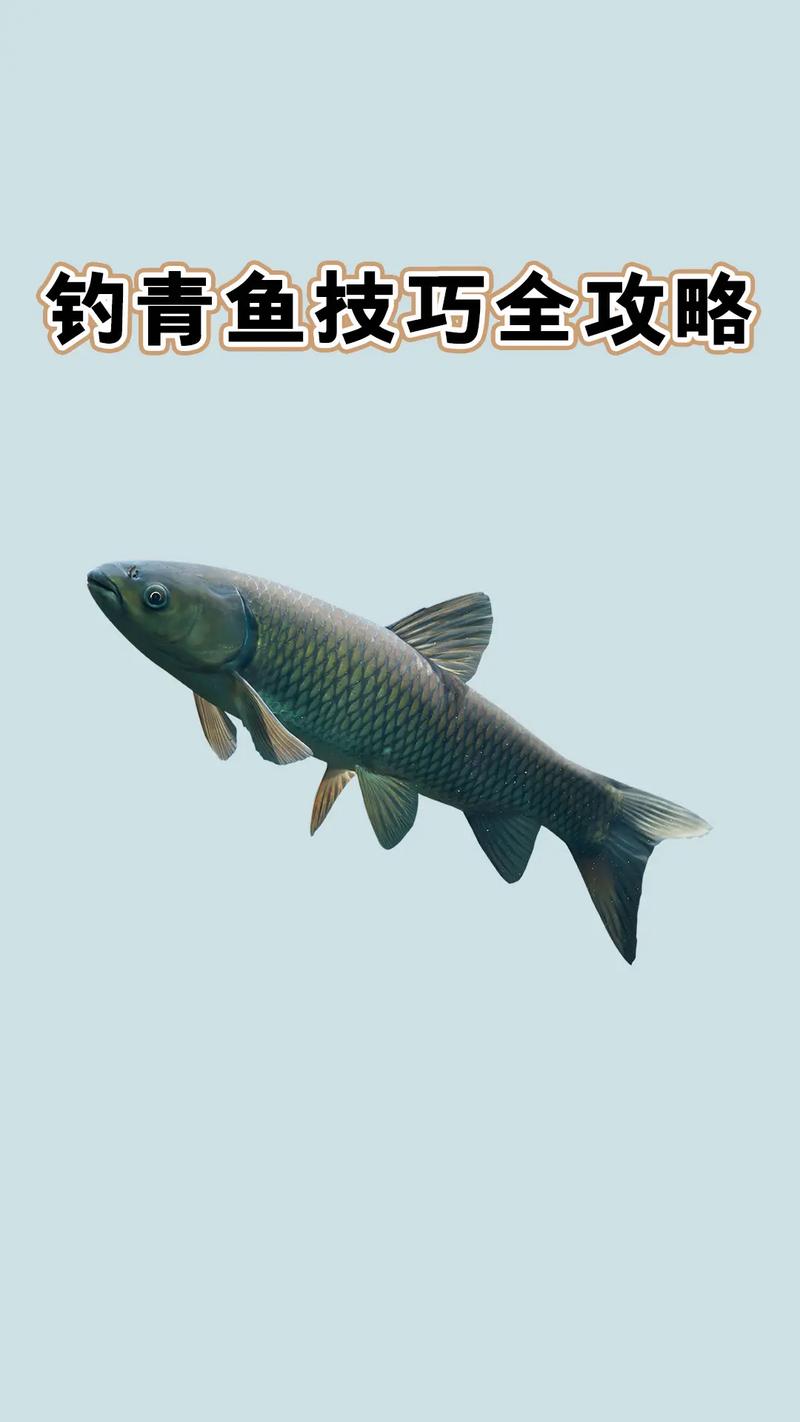 釣青魚技巧_青魚釣點選擇_釣青魚視頻