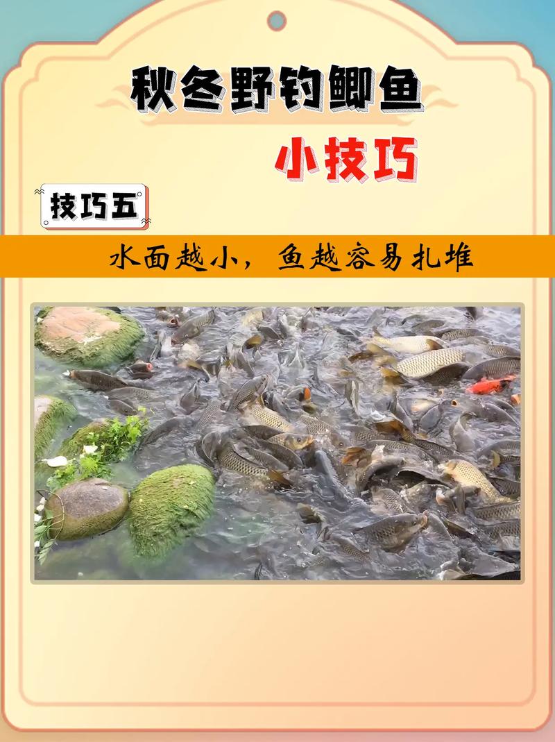 初冬釣鯽魚技巧_初冬鯽魚釣場選擇_初冬野釣鯽魚技巧