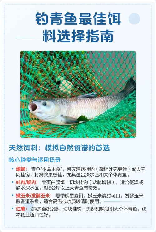 釣青魚用什么餌料最好_大青魚餌料選擇_釣大青魚技巧