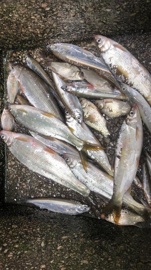 千島湖野釣_千島湖黃尾開口攻略_千島湖黃尾垂釣技巧