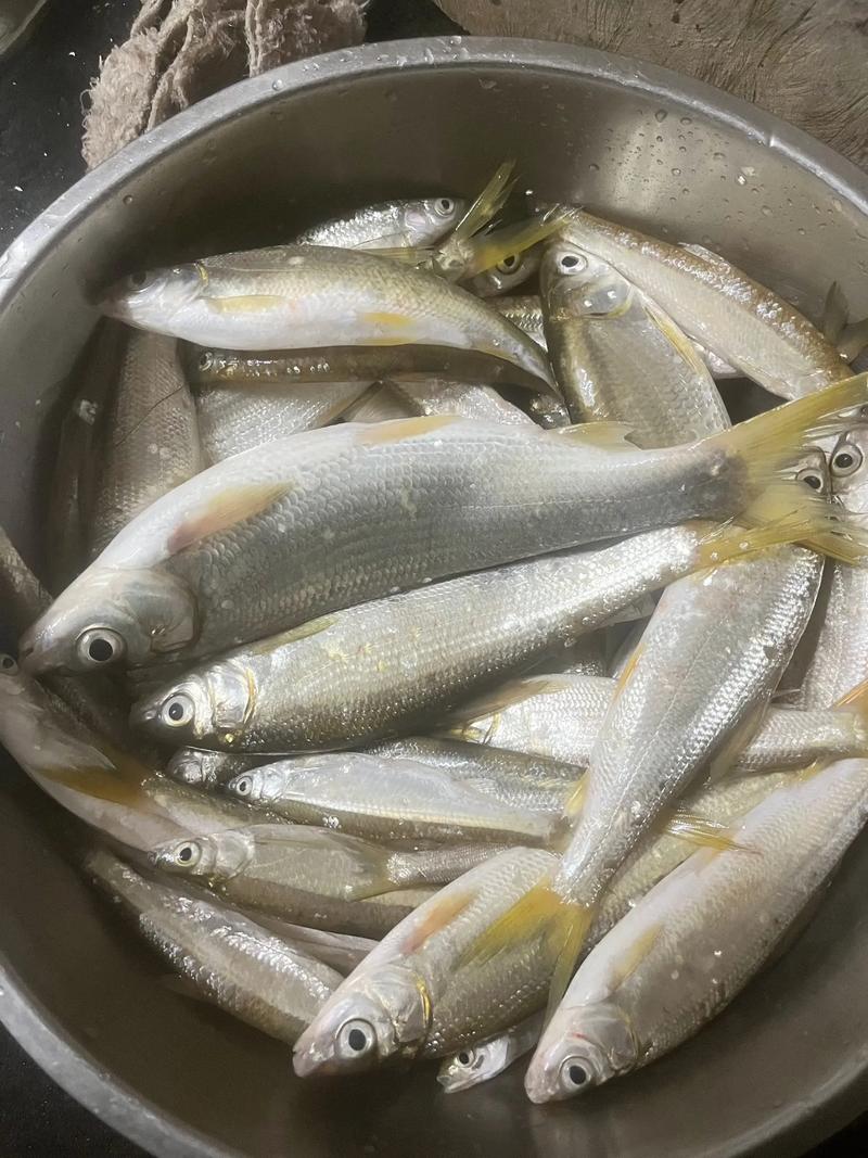 千島湖黃尾開口攻略_千島湖野釣_千島湖黃尾垂釣技巧