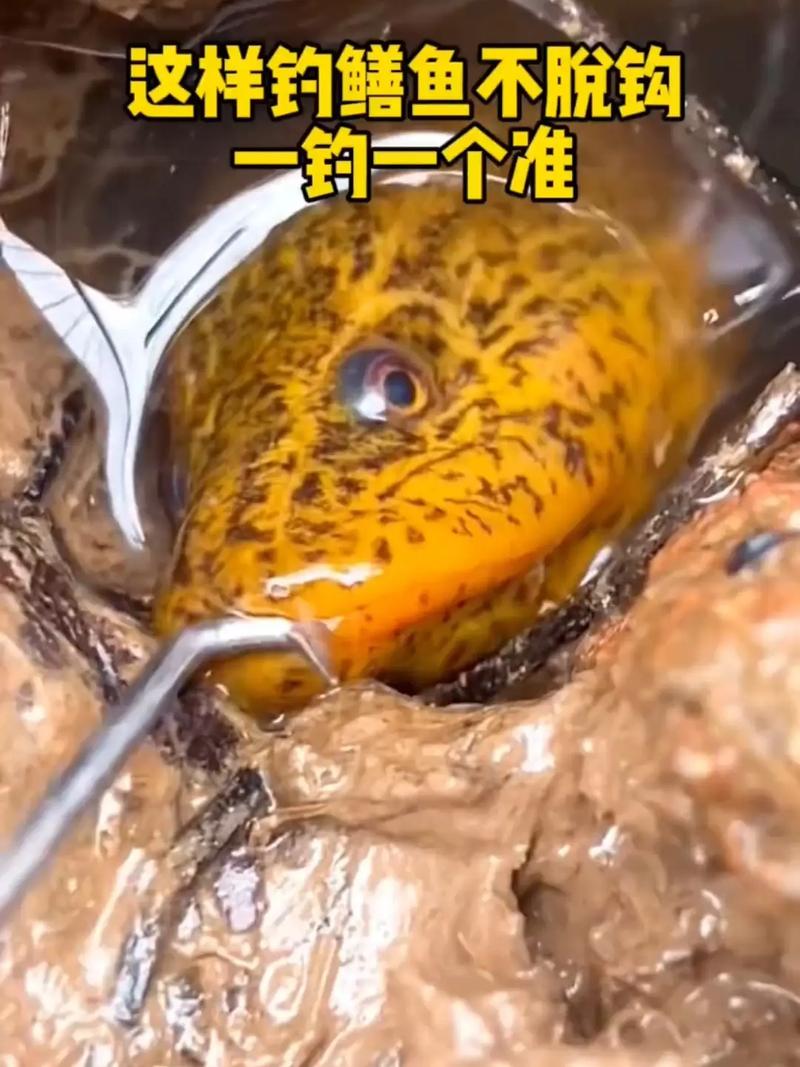 釣黃鱔技巧_釣鱔魚吧_釣黃鱔經驗分享