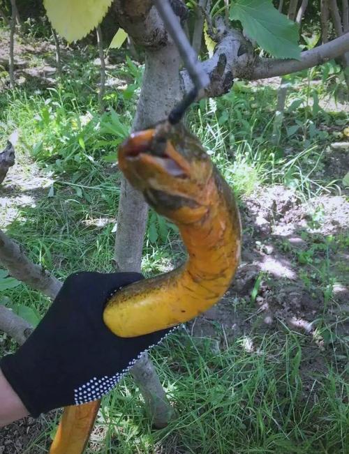 釣黃鱔技巧_釣鱔魚吧_釣黃鱔經驗分享