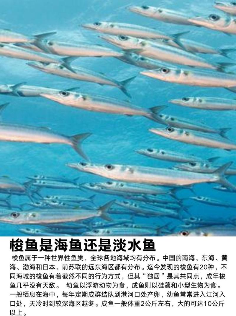 梭魚_梭魚長什么樣_釣魚百科_淡水梭魚特征_淡水梭魚分布與棲息環境