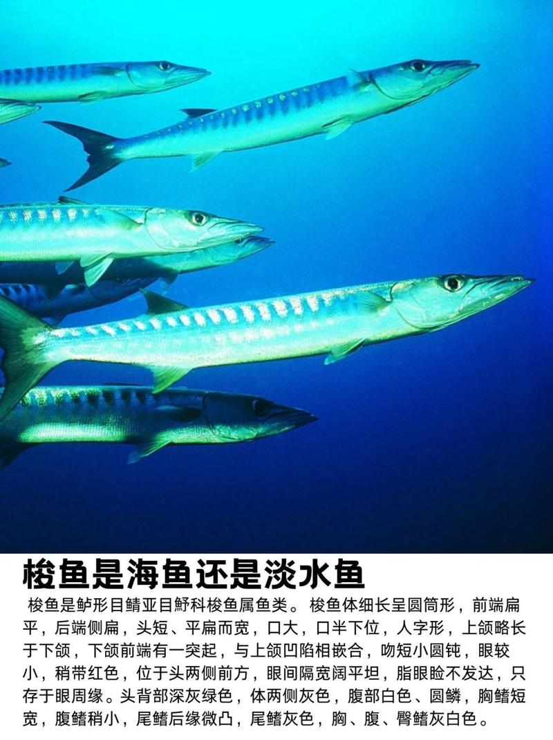 梭魚_梭魚長什么樣_釣魚百科_淡水梭魚特征_淡水梭魚分布與棲息環境