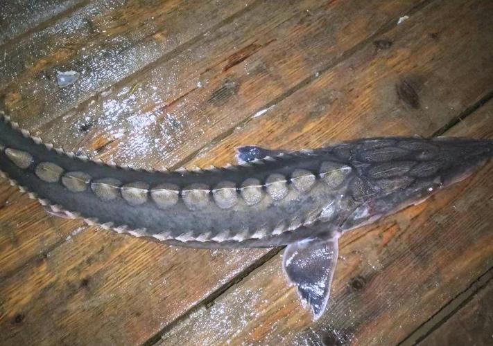 漁民誤捕中華鱘_中華鱘保護_中華鱘屬于什么魚類