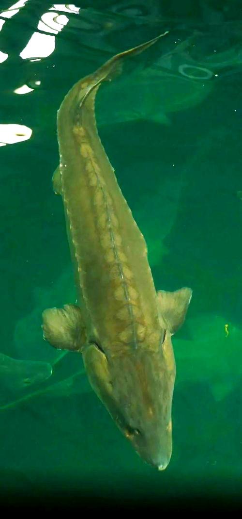 中華鱘屬于什么魚類_中華鱘保護_漁民誤捕中華鱘