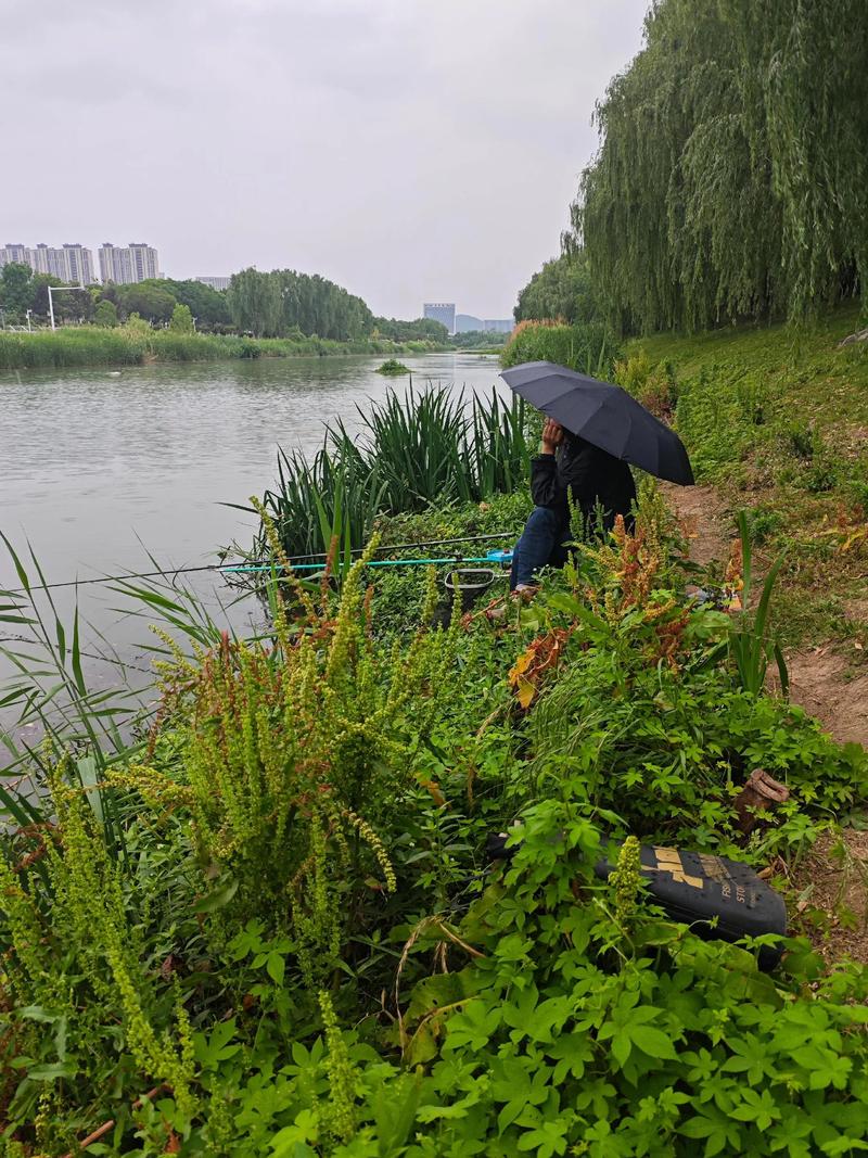 夏季雨天釣魚技巧_雨季魚情分析_晚上下雨白天好釣魚嗎