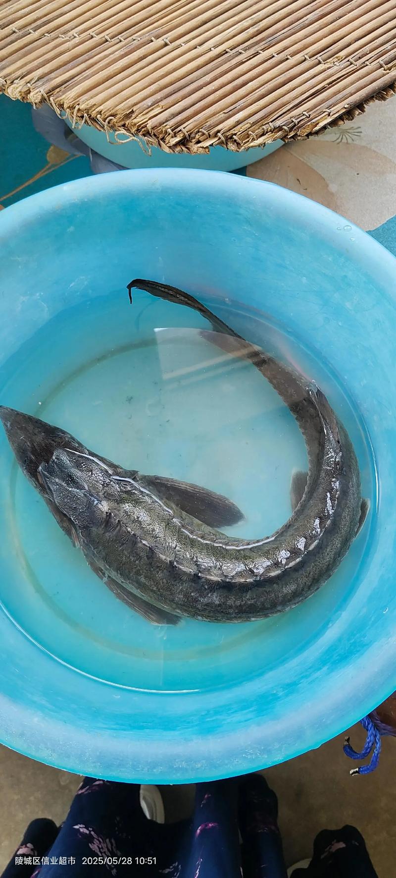 中華鱘屬于什么魚類_中華鱘保護現狀_中華鱘放流活動