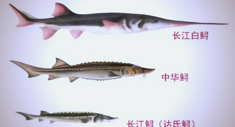 中華鱘保護現狀_中華鱘放流活動_中華鱘屬于什么魚類