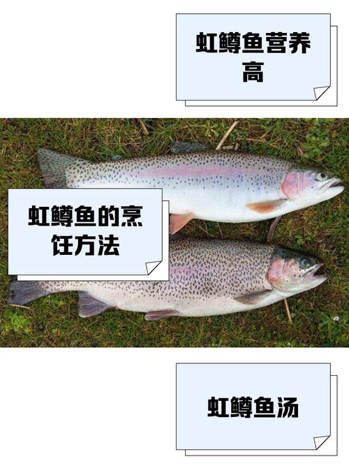 虹鱒魚養殖歷史_虹鱒魚原產地_垂釣之王虹鱒魚