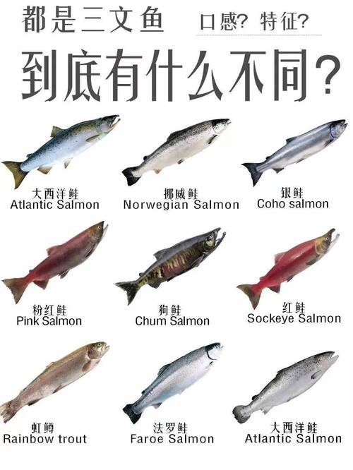 垂釣之王虹鱒魚_虹鱒魚原產地_虹鱒魚養殖歷史