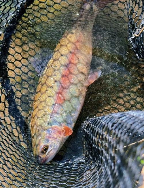 路亞釣虹鱒技巧_垂釣之王虹鱒魚_虹鱒習性